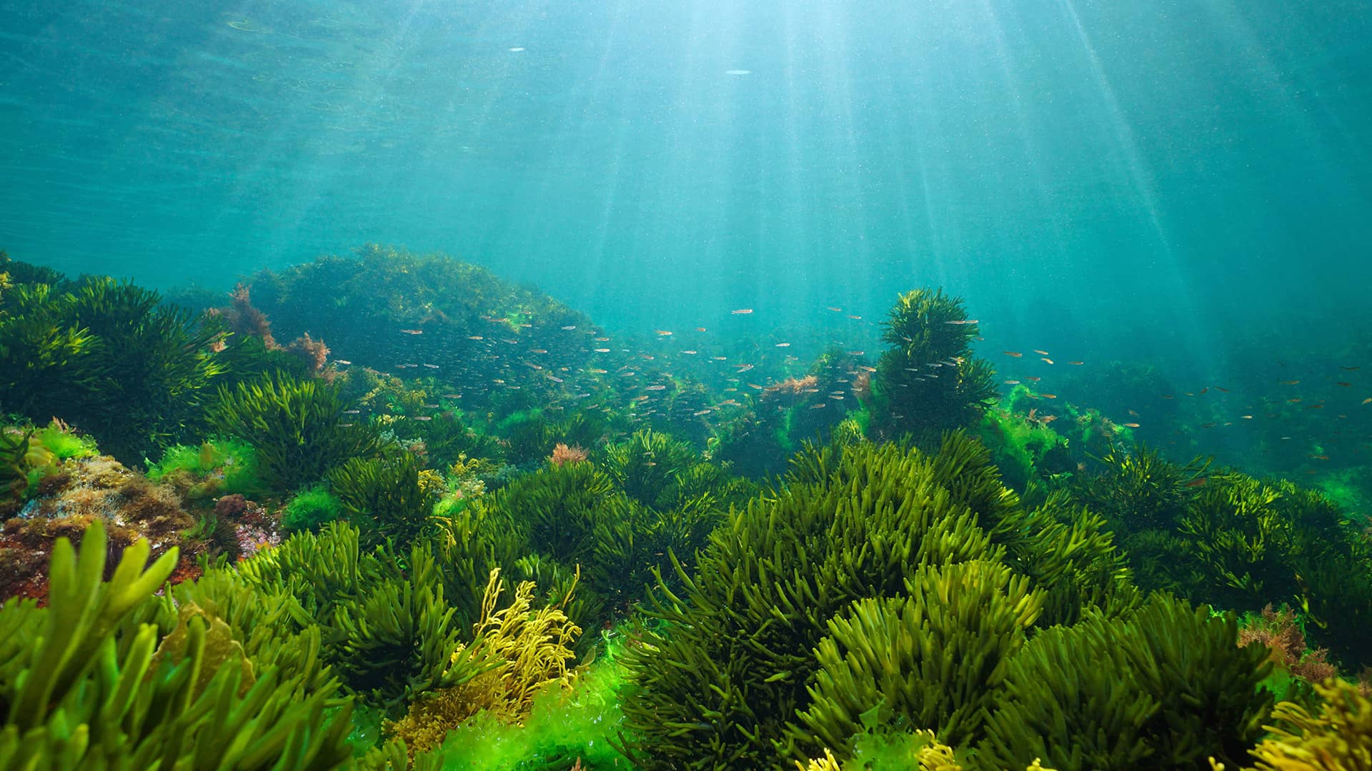 plus de 40 000 espèces d'algues marines