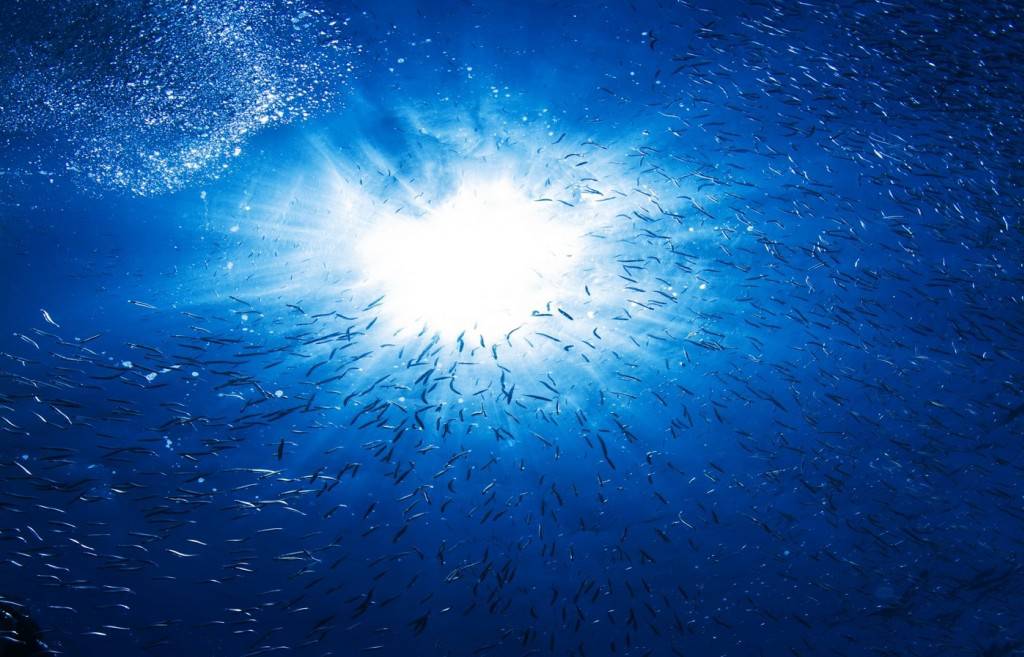 Le collagène marin pur et naturel qui s'engage dans le Développement Durable